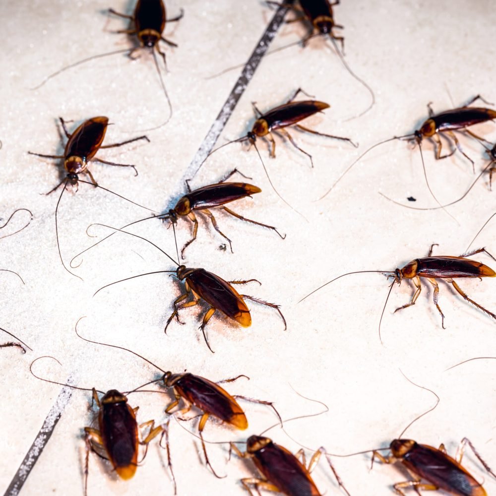 homemade red cockroaches eating sugar dropped on the ground. Cockroach invasion, insect problems at home