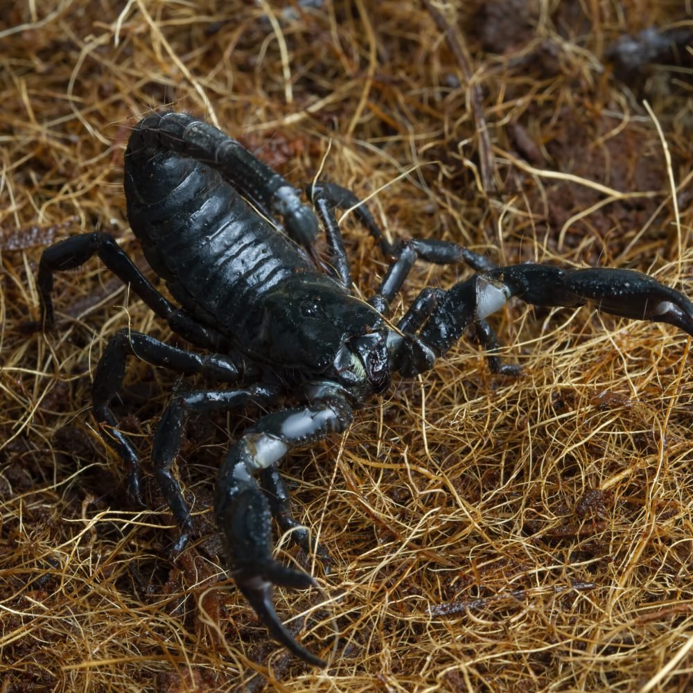 emperor-scorpion-pandinus-imperator-closeup
