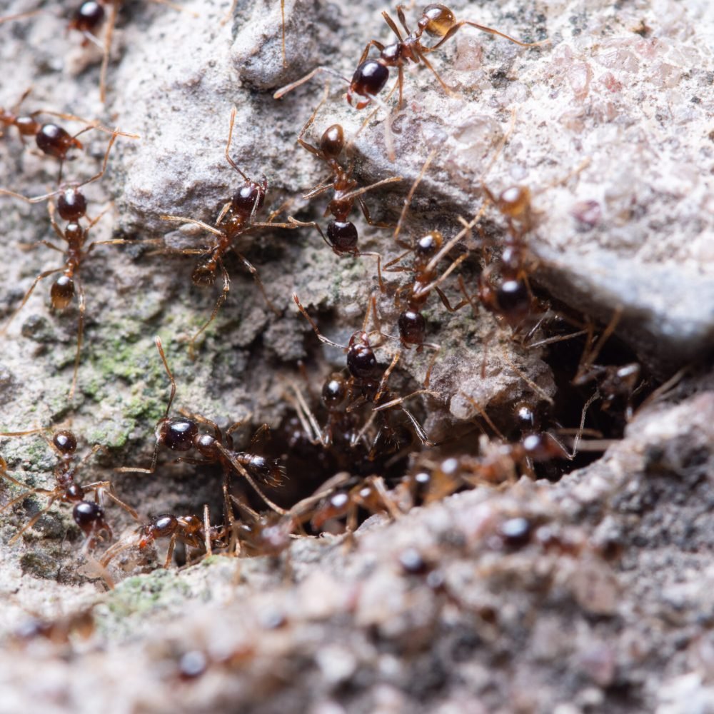 Macro ants Pheidole jeton driversus