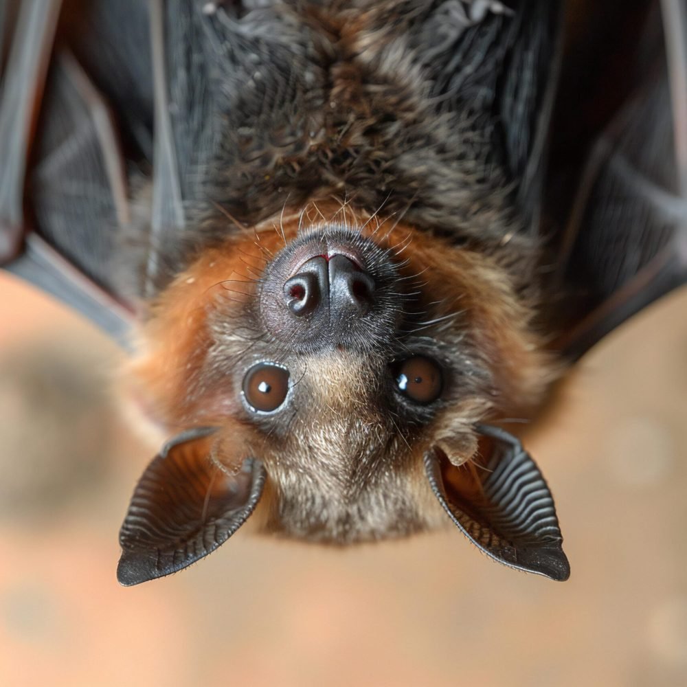 photo-fruit-bat-hanging-upside-down-from-ceiling-close-up