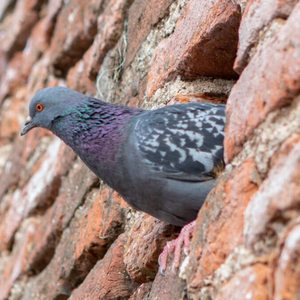 pomboFora